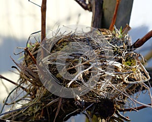 Vacated Birds nest photo