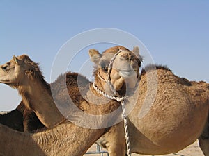 Vacation in Abu-Dabi, camels in desert photo