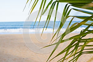 Vacation background. Beach with palm trees and blue sea