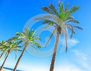 Tropical vacation background with blue sky, palm trees and sea.