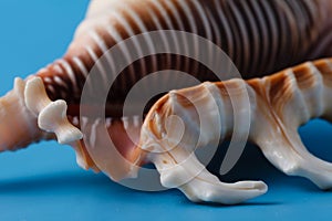 Vacation background with sea shell on blue