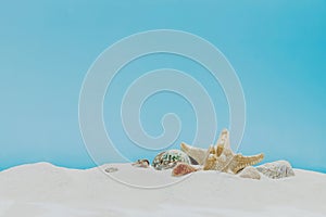 Vacation, beach or travel concept. Composition of different shells on the sand