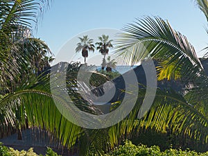 Vacation is calling, relax in a vacation village surrounded by palm trees photo