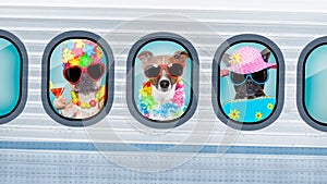 Vacation dogs in airplane