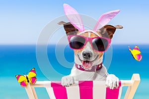 Vacation easter dog