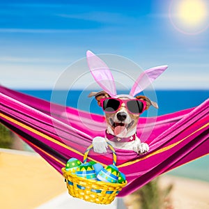 Vacation easter dog