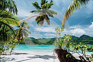 Vacation holiday beach palm trees background wallpaper. Remote sandy beach. Blue sky with white clouds