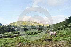 Vacation landscape. Horse outdoor in evening. Russian Altai mountains. Multa