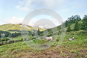 Día festivo. un caballo externo en. ruso montanas. 