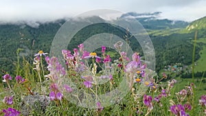 Vacation landscape. Russian Altai mountains. Multa region. Meadow with flowers