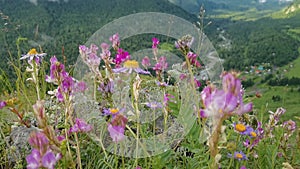 Vacation landscape. Russian Altai mountains. Multa region. Meadow with flowers