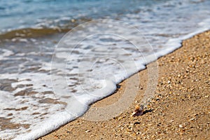 Vacation relax concept, sea landscape with shell and waves