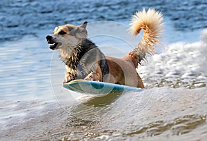 Vacation at the sea, surfing little mongrel dog