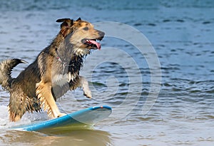 Vacation at the sea, surfing little mongrel dog
