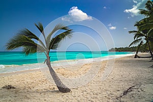 Sunny tropical exotic Caribbean paradise beach with white sand, azure water and palm tree branches over blue sky.