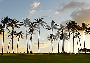 Vacationers enjoy the sunset under the palm trees