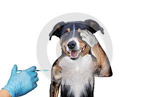 Vaccinating dog on white background