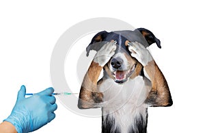 Vaccinating dog on white background, hiding covering eye