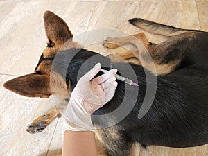 Vaccination of dogs as a way to prevent various diseases to prevent many diseases