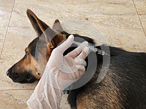 Vaccination of dogs as a way to prevent various diseases to prevent many diseases