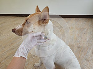 Vaccination of dogs as a way to prevent various diseases to prevent many diseases