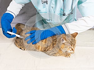 Vaccination of the gray cat . a veterinarian in blue gloves gives an injection to a cat.