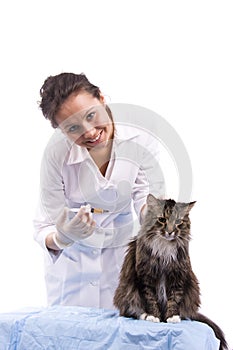 Vaccination. Vet have medical examination cat