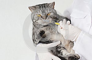 Vaccinations for pets. Veterinarian shows a vaccine in a syringe to a cat
