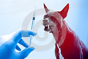 Vaccine Rabies Bottle and Syringe Needle Hypodermic Injection,Immunization rabies and Dog Animal Diseases,Medical Concept with D photo