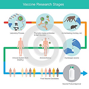 Vaccine Research Stages. Illustration explain stages for develop immunity vaccine to fight Coronavirus