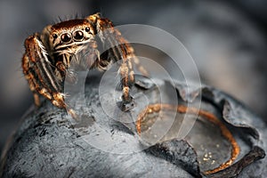 Vaccinium blueberry and jumping spider