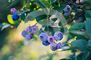 Vaccinium corymbosum or highbush blueberry