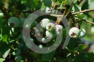 Vaccinium corymbosum, the highbush blueberry also known as blue, tall, swamp, high blueberry with unripe green fruits