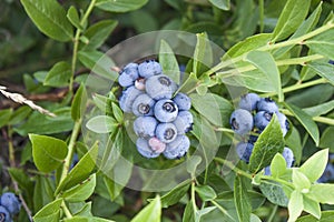 Vaccinium corymbosum