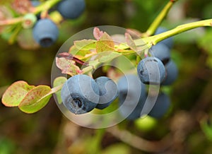 Vaccinium myrtillus (bilberry) photo