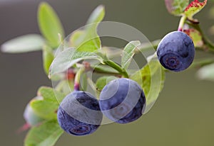 Vaccinium myrtillus (bilberry) photo