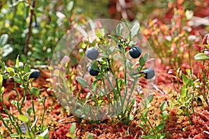Vaccinium myrtillus. Blueberry Bush among the red moss photo