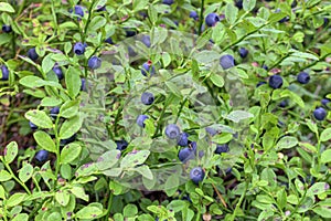 Vaccinium myrtillus photo