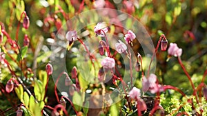 Vaccinium oxycoccos. Marsh cranberries during flowering