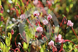 Vaccinium oxycoccos. Wild cranberry bushes with flowers on a sunny summer day in Siberia