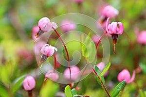 Vaccinium oxycoccos. Wild cranberry flowers close-up