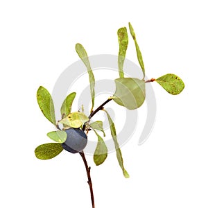 Vaccinium uliginosum, bog bilberry