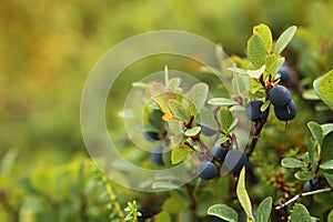 Vaccinium uliginosum, the bog bilberry, with berries