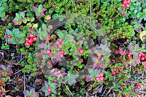 Vaccinium vitis-idaea also know as lingonberry, partridgeberry, mountain cranberry or cowberry