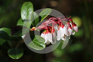 Vaccinium vitis-idaea. Beautiful lingonberry flowers with close-up