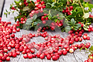 Vaccinium vitis-idaea berries of wild cowberry