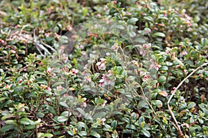 Vaccinium vitis-idaea (lingonberry or cowberry) photo