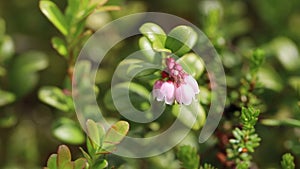 Vaccinium vitis-idaea. Lingonberry flowers in June in the north of Russia