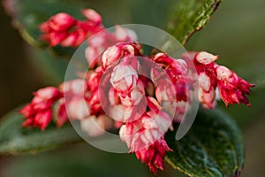Vaccinum eberhardtii dop var is a shrub in the family of Doi Ericaceae Rose family.