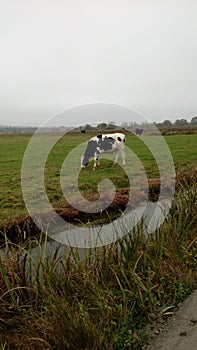 Vache, animaux de la ferme, paysage, marais photo